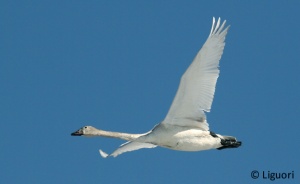 Tundra Swan.jpg
